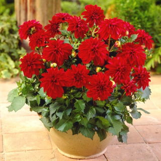 Dahlia Gallery Singer - XL pack - 50 pcs