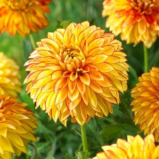 Dahlia Lake Ontario - XL pack - 50 pcs