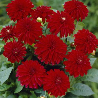 Dahlia - Melody Mambo