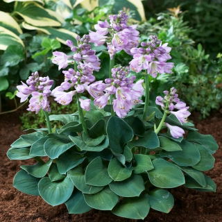 Hosta "Orecchie da topo blu"; giglio piantaggine - confezione XL - 50 pz