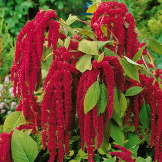 Laskavec ocasatý - červený - Amaranthus caudatus - Vysoká a impozantní, dorůstá až 1 metr - Čerstvá semena
