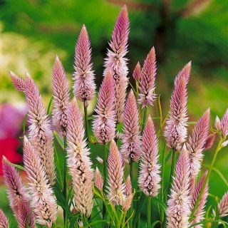 Celosía Spicata - Flamingo - Celosia spicata - Elegantes espigones bicolores - Semillas frescas