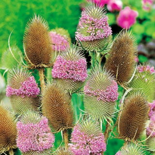 Kardvädd - biväxt - Dipsacus fullonum - 100 g - Högväxande och populär bland fåglar och bin - Färska frön