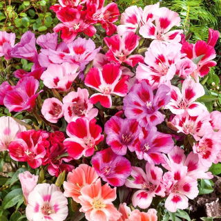 Atlasblomma - blandning - Godetia grandiflora - Flerfärgade blommor, fantastiska för snittarrangemang - Färska frön
