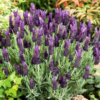 Francúzska levanduľa, španielske levandulové semená - Lavandula stoechas - 37 semien