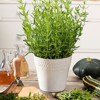 Hisopo - Plantas Melíferas - Hyssopus officinalis - 100 g - Usos medicinales, planta melífera ideal - Semillas frescas