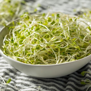 Spirande frön - Fransk mix + GRATIS liten sprouter! - 