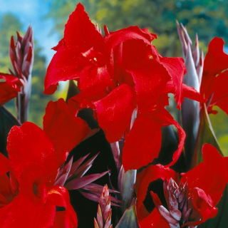 Canna - Black Knight