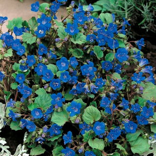 Pamacsos mézontófű - Phacelia campanularia - Remek napos virágágyásokba és szegélyekhez! - Friss vetőmagok