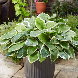 Sorbet hosta, plantain lilje - røde bladstilke - XL pakke - 50 stk.