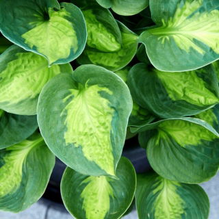Sunset Grooves hosta, plantain lily - XL pack - 50 pcs