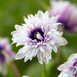 Anemone di legno Blue Eyes - 1 pz