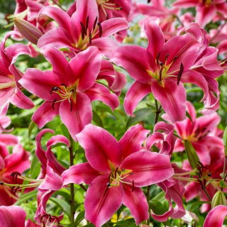 Tree lily - Sensi