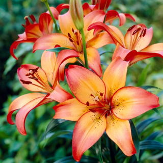 Lily - Royal Sunset - Large Pack! - 10 pcs.