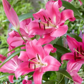 Tree Lily - Robina - Large Pack! - 10 pcs.