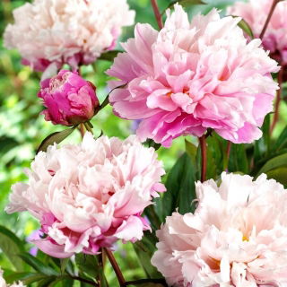 Potonika, Paeonia - Breskve in Krem - sadika