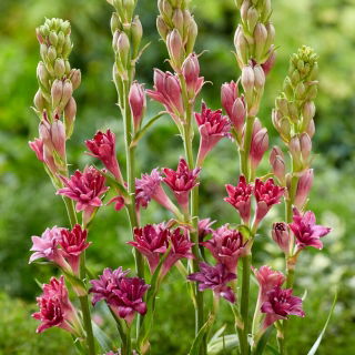 Dark Pink Fragrant Tuberose - Polianthes Love - Large Pack! - 10 pcs