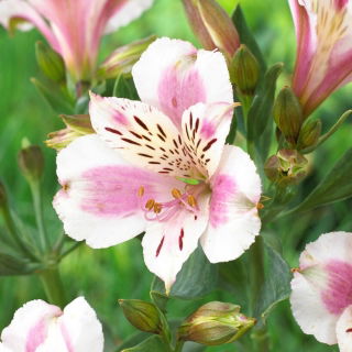 Peruvian lily - Alstroemeria Majestic Fougere - 1 pc