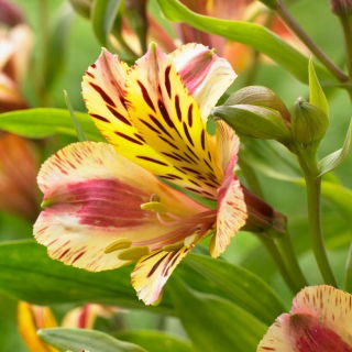 Crin peruan - Alstroemeria Marguerite - 1 buc.