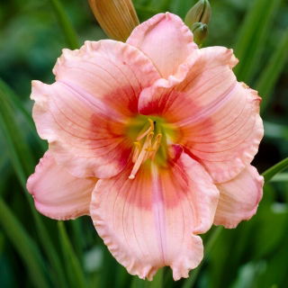 Daylily - Janice Brown - GIGA Pack! - 50 pcs.