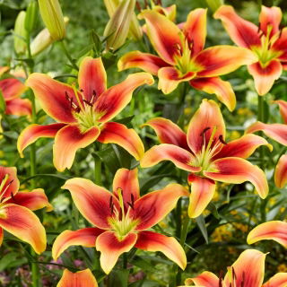 Lily - pôr do sol de Avalon