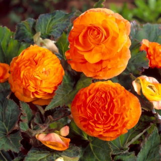 Double-flowered begonia - copper red - 2 pcs