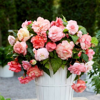 Begonia ricadente - Splendide Flamenca - 2 pz