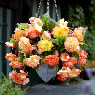 Hangbegonia - Splendide Ballerina - 2 st - 