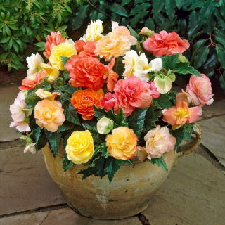 Begonia Pastel mix - 2 pz