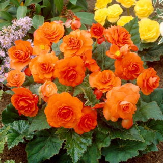 Begonia multiflor - Multiflora Maxima - flores naranjas - 2 piezas