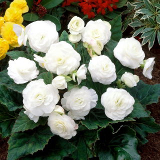 Begonia multiflor - Multiflora Maxima - flores blancas - 2 piezas