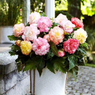 Mezcla de Begonia Samba - 2 piezas