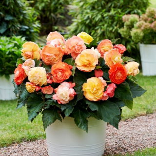 Begonia Superba Bolero - 2 st - 