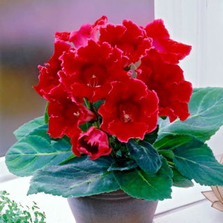 Gloxinia roșie - Steaua de foc