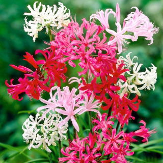 Nerine - selección de colores - 1ud