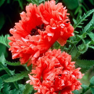 Orientalischer Mohn - Garden Glory - 1 Stk - 