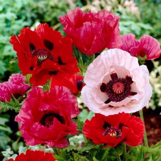 Orientalischer Mohn - Mischung - 1 Stk - 