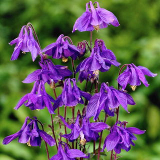 Aquilegia alpina, soffio di Dio - Aquilegia alpina - 1 pz