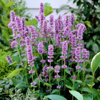 Agastache, Anis isop - Blue Fortune