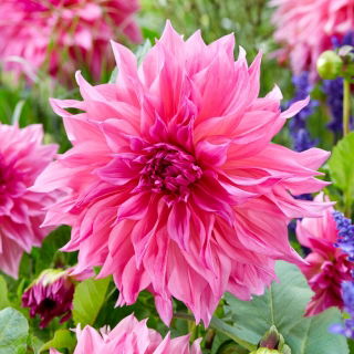 Dahlia - Café au Lait Rosé