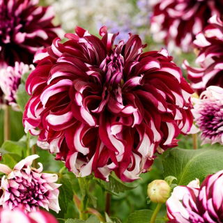 Dahlia - Tartan