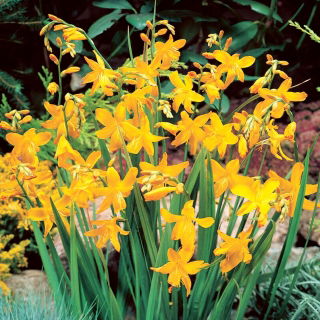 Montbretia (Crocosmia) Suzanna - XXL løg - 5 stk.