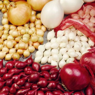 Amestecul de soiuri de ceapă de primăvară - 10 kg