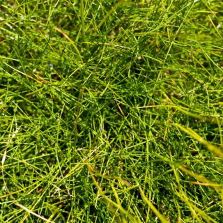 Livadna vlasulja Patra - 5 kg - 