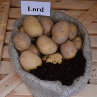 Vetőburgonya - Lord - nagyon korai fajta - 12 db - 