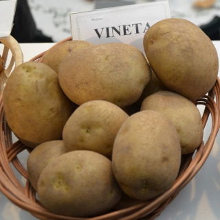 Pflanzkartoffeln - Vineta - frühe Sorte - 12 Stk - 