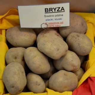 Cartofi de sămânță - Bryza - soi mediu-tarziu - 12 buc - 