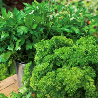 Parsley - a selection of varieties - Smooth-Leaved and Frizzled - Fresh Seeds
