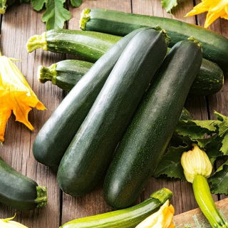 Courgette Nero di Milano, zucchini - 