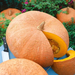 Zucca - Jaune Gros de Paris - Giallo dorato, nutriente - Semi Freschi